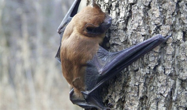 Kdo pomůže obyvatelům z Prahy 4: Starosta nebo netopýři?