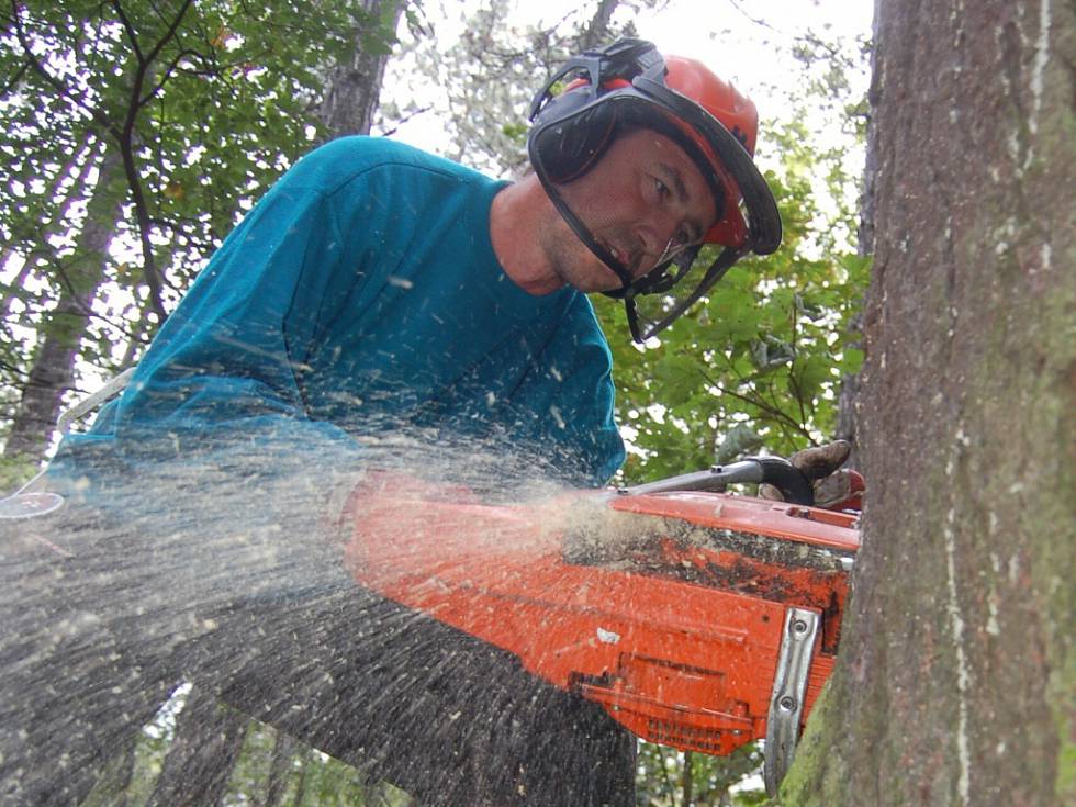 Zastupitelé varují před kácením lip v Podolí